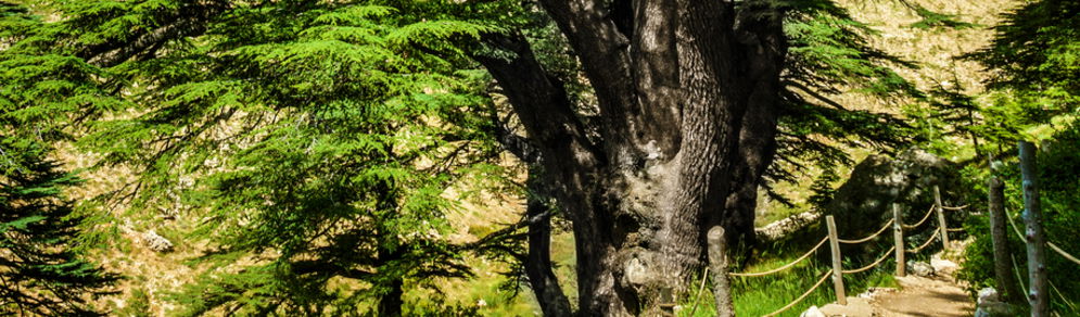 Cedar-woods.jpg